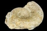 Jurassic Ammonite (Lytoceras) Fossil #113145-2